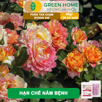 Phân Tan Chậm GreenHome, Rynan 240, Bao 90gr ~ 30 Túi Lưới 3gr, Dùng Cho Hoa Hồng Ra Hoa Đều Và Rực Rỡ