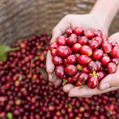 Cà Phê rang xay hương Hạt Dẻ Hazelnut - Hemera Coffee (250g)