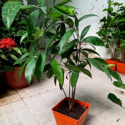 Cây trúc nhật
