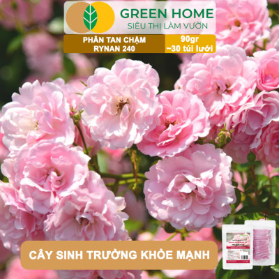 Phân Tan Chậm GreenHome, Rynan 240, Bao 90gr ~ 30 Túi Lưới 3gr, Dùng Cho Hoa Hồng Ra Hoa Đều Và Rực Rỡ