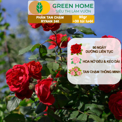Phân Tan Chậm GreenHome, Rynan 240, Bao 90gr ~ 30 Túi Lưới 3gr, Dùng Cho Hoa Hồng Ra Hoa Đều Và Rực Rỡ