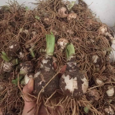 Củ hoa lan huệ kép