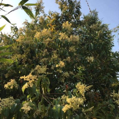 3 chai  Mật ong nguyên chất hoa rừng tây bắc Phúc Khang  (350g) - Hàng Chính Hãng  - Mật ong sạch , mật ong cao cấp đạt tiêu chuẩn xuất khẩu - Bồi bổ cơ thể , tăng sức đề kháng 