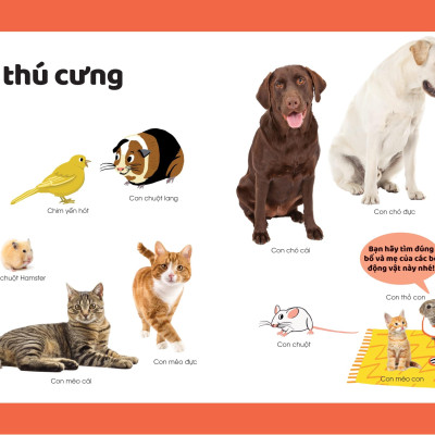 Khám Phá Đầu Tiên Của Tớ Về - Động Vật