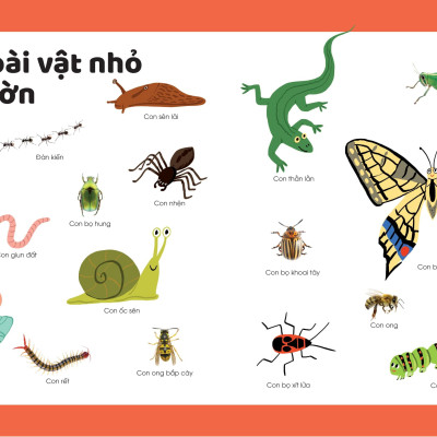 Khám Phá Đầu Tiên Của Tớ Về - Động Vật