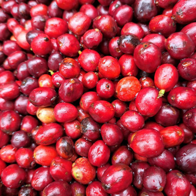 Túi Cà Phê Impact Fine Robusta Dak Lak 250g