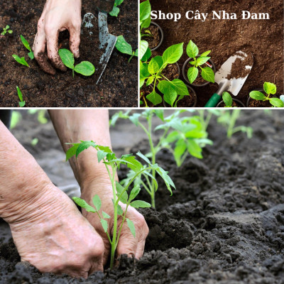 Phân Trùn Quế Hữu Cơ Cao Cấp, Đã Qua Xử Lý Sàng Lọc Và Giảm Ẩm, Chuyên Rau Sạch Cây Kiểng ( Gói 1Kg)