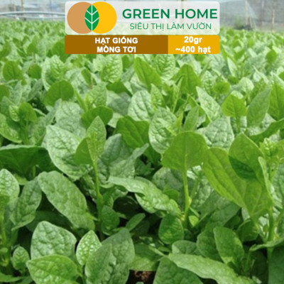 Hạt Giống Rau Mồng Tơi Greenhome, Gói 20g~400 hạt, Dễ Trồng Quanh Năm, Nảy Mầm Cao, Thu Hoạch Nhanh, Năng Suất Cao R11