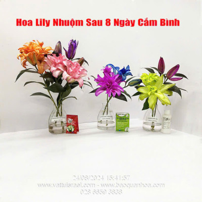 Thuốc Nước Nhuộm Hoa Lily (chai đậm đặc 100ml pha 1L nước màu hoàn chỉnh) công nghệ Israel nhuộm hoa lily cánh mỏng mà không bị cháy lá hoa