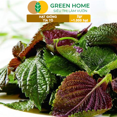 Hạt Giống Rau Tía Tô Greenhome, Gói 2gr, Dễ Trồng Quanh Năm, Nảy Mầm Cao, Thu Hoạch Nhanh, Năng Suất Cao G05