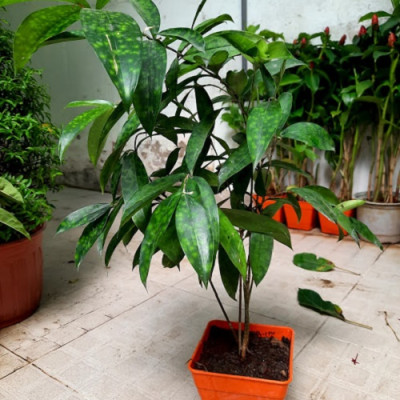 Cây trúc nhật