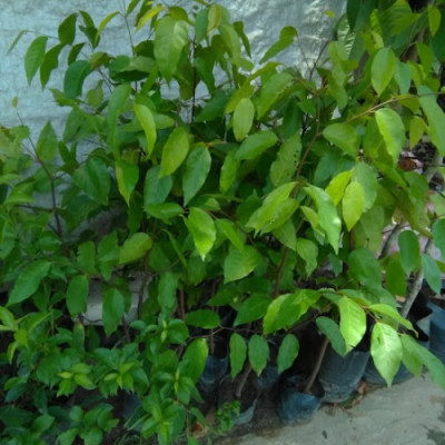 Cây sao đen