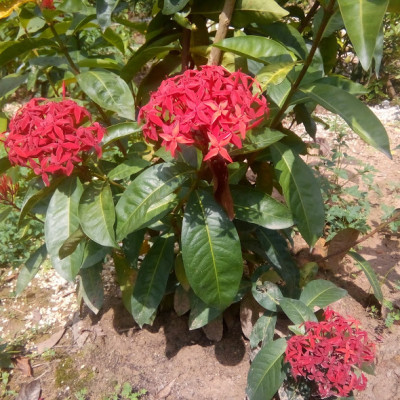 Cây bông trang (mẫu đơn), bông to màu đỏ