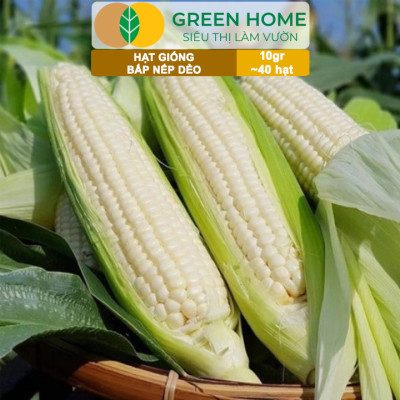 Hạt Giống Bắp Nếp Dẻo, Greenhome, Gói 10GR~40 hạt, Dễ Trồng Quanh Năm, Nảy Mầm Cao, T30