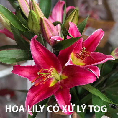 Combo 2 chai dung dịch Bảo Quản Hoa Lily không nở trong 15 ngày tại nhà vườn trồng hoa Growers theo công nghệ xử lý TOG của Israel (dạng nước đậm đặc)