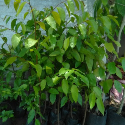 Cây sao đen