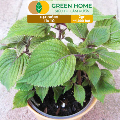 Hạt Giống Rau Tía Tô Greenhome, Gói 2gr, Dễ Trồng Quanh Năm, Nảy Mầm Cao, Thu Hoạch Nhanh, Năng Suất Cao G05