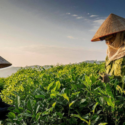 Trà tân cương long đình 100 gram - trà móc câu Tân Cương Xanh