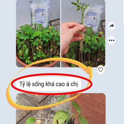 Tự Giâm Chiết Hoa Hồng tại nhà bằng Bột Kích rễ có trị nấm bệnh nhập khẩu Israel ( Hủ 100gr) dành cho cây thân gỗ hiệu quả và sát khuẩn vết cắt