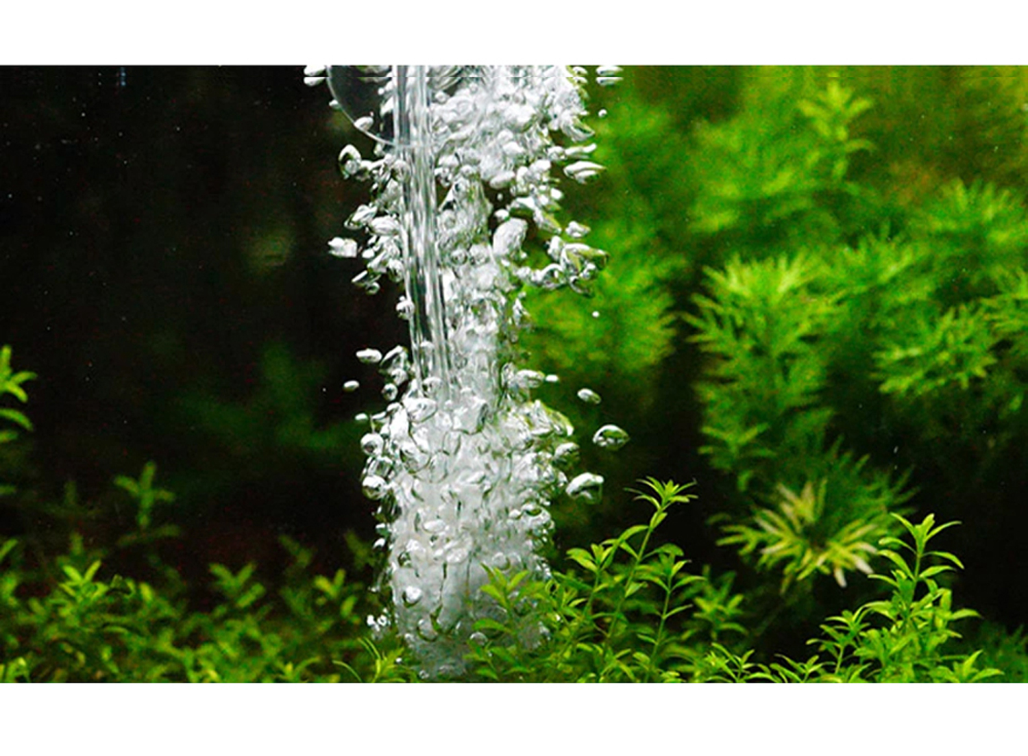 8M Dây Sủi Oxy | Dây Dẫn Khí CO2 Trong Suốt, Cho Hồ Cá Cảnh, Hồ Thủy Sinh Cao Cấp