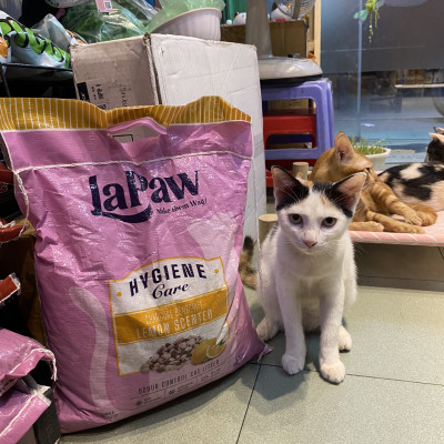 TÚI 10L - CÁT VỆ SINH - ĐẤT SÉT MIX THAN HOẠT TÍNH THƯƠNG HIỆU LAPAW CHO MÈO TÚI 10L - BAO BÌ MỚI