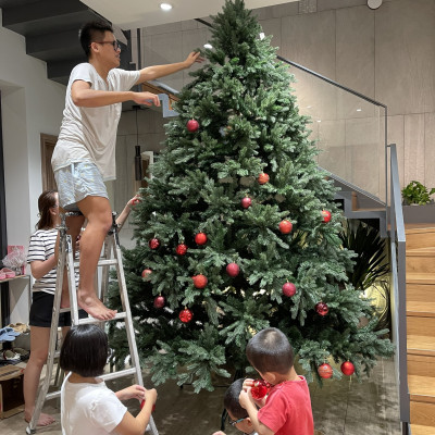 Cây thông Pe cao cấp 2m4 - Cây tự động bung