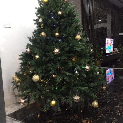 Cây thông Pe cao cấp 2m4 - Cây tự động bung