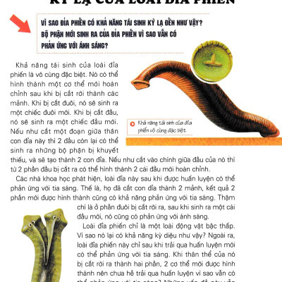 Khám Phá Những Bí Ẩn Về Động Vật (Tái Bản)