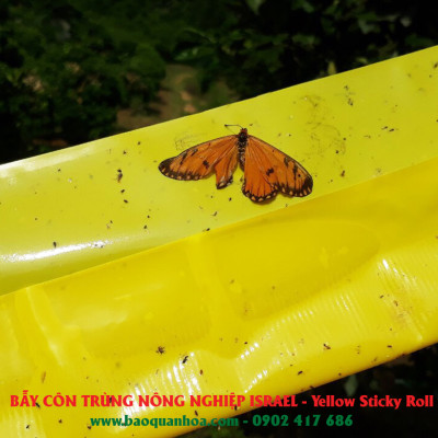 Miếng Dính Vàng Bẫy Côn Trùng Israel (Set 20 miếng 2 mặt keo, kích thước 18cm x 22cm) - Sticky Yellow Roll dùng bẫy các loại Côn Trùng Bay ngây hại rau sạch như Ruồi, Bọ Phấn, Bọ Trĩ, Bướm và côn trùng khác...
