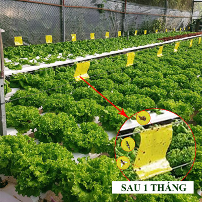 MIẾNG DÁN VÀNG BẪY CÔN TRÙNG NHẬP KHẨU ISRAEL DÙNG TRONG NÔNG NGHIỆP SẠCH NHƯ RAU THỦY CANH, RAU KHÍ CANH VÀ NÔNG NGHIỆP SẠCH (SET 20 ME2T DÀI). Kích thước ngang 0.18M x Dài 20M trải nghiệm