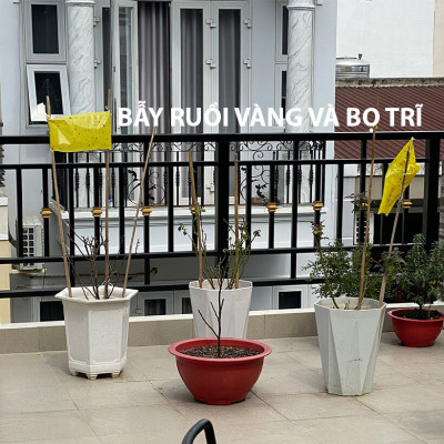 25 Miếng Bẫy Ruồi Vàng, Bẫy Côn Trùng gây hại rau sạch và cây ăn trái tại nhà nhập khẩu Israel Sticky Yellow Roll