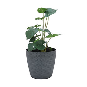 Chậu trồng cây bằng nhựa PP SANDORA, màu đen, 20x22x20 cm | Index Living Mall - Phân phối độc quyền tại Việt Nam