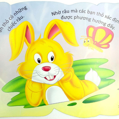 Cùng Bé Yêu Khám Phá Rừng Xanh - Chúng Mình Đã Biết Gì Về Loài Thỏ