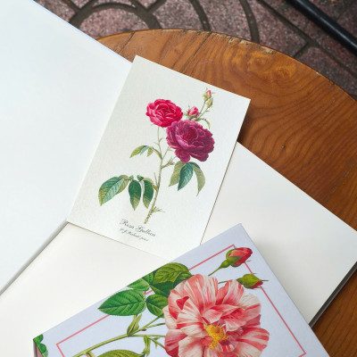 BỘ POSTCARD HOA HỒNG sử dụng 100 bức minh hoạ gốc trong sách Les Roses – Redoute (Nho Xanh)