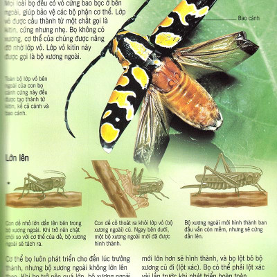 Bách Khoa Tri Thức Về Khám Phá Thế Giới Cho Trẻ Em - Các Loài Sâu Bọ (Tái Bản)