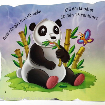 Cùng Bé Yêu Khám Phá Rừng Xanh - Chúng Mình Đã Biết Gì Về Loài Gấu Trúc