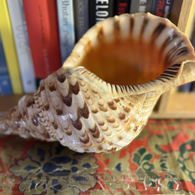 Vỏ ốc Hoàng Hậu 