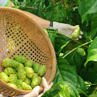 Nước cốt trái nhàu SK Noni Juice Premium 375ml