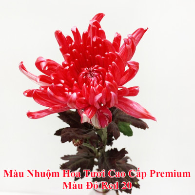 Gói thuốc Bột Nhuộm Hoa Tươi nhập khẩu PREMIUM nhuộm trên 250 cành hoa, 1 gói pha 1.5L màu Công Nghệ Israel cải tiến Thế Hệ Mới