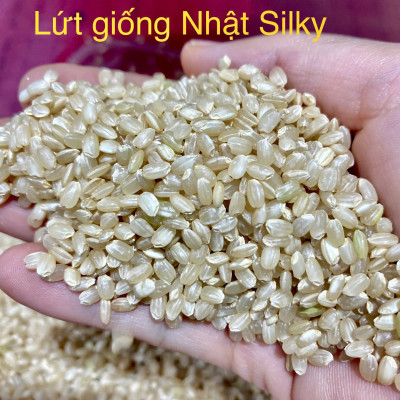 GẠO LỨT MỀM GIỐNG NHẬT MANPUKU MARU - LỨT SILKY