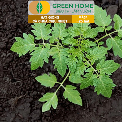 Hạt Giống Cà Chua Greenhome, Gói 0.1gr~25 hạt, Chịu Nhiệt, Trồng Chậu, Ra Nhiều Quả, Cây Sinh Trưởng Nhanh T15