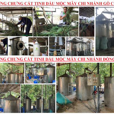 Tinh dầu vỏ bưởi da xanh Mộc Mây - tinh dầu nguyên chất từ thiên nhiên - chất lượng và mùi hương vượt trội