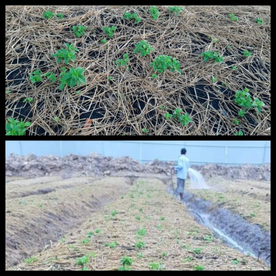 Tinh dầu Bạc hà chai 01Lít Mộc Mây - tinh dầu nguyên chất từ thiên nhiên - Có kiểm định - Chất lượng và mùi hương vượt trội