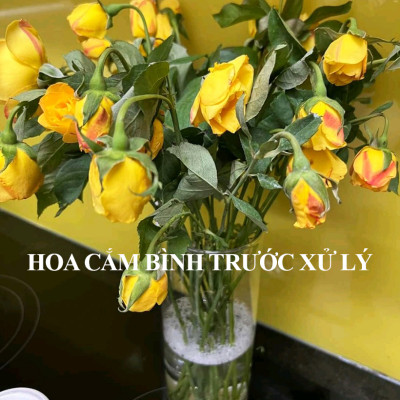 NƯỚC CẮM HOA LÂU TÀN TẠI CHỢ SỈ HOA NHẬP KHẨU ISRAEL, LONGLIFE SL BOOST 2023 (Chai 100ml pha 10L Nước) giúp hoa tươi hơn 2 lần (trên 60%) và 14 ngày không thay nước tại chợ hoa