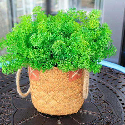 Cụm rong mốc trang trí cắm điểm siêu xinh - Cây giả, hoa lụa Decor trang trí nhà cửa