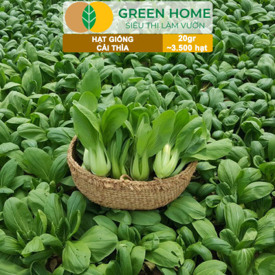 Hạt Giống Rau Cải Thìa Greenhome, Gói 20g~3500 hạt, Dễ Trồng Quanh Năm, Nảy Mầm Cao, Thu Hoạch Nhanh, Năng Suất Cao R08