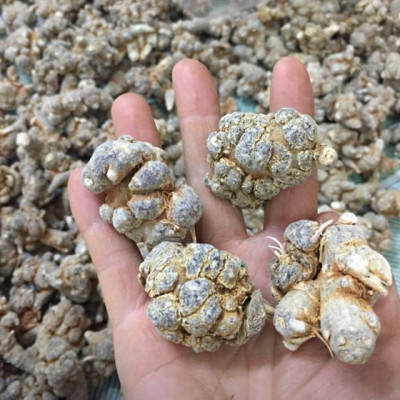 Bột tam thất nguyên chất 100%