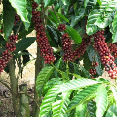 Tinh dầu Cà Phê (Coffee) 10ml Mộc Mây - tinh dầu thiên nhiên nguyên chất 100% - chất lượng và mùi hương vượt trội