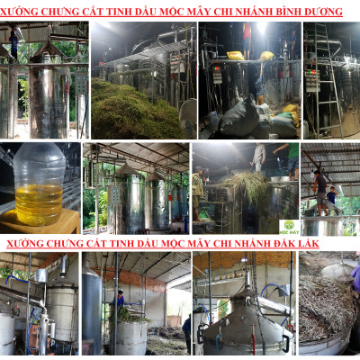 Tinh dầu Khuynh Diệp (bạch đàn) 50ml nguyên chất từ thiên nhiên - Mộc Mây