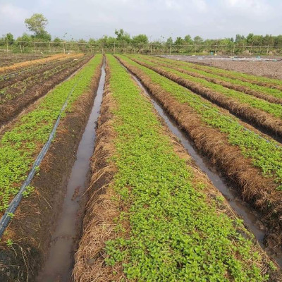 Tinh dầu Bạc hà chai 01Lít Mộc Mây - tinh dầu nguyên chất từ thiên nhiên - Có kiểm định - Chất lượng và mùi hương vượt trội